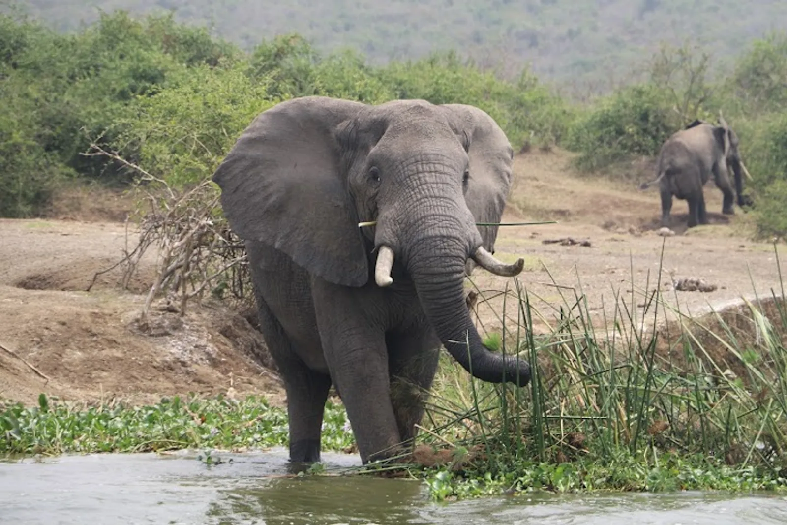 Queen Elizabeth National Park