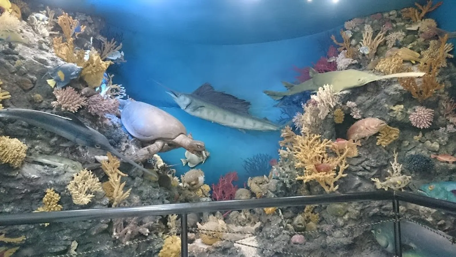 Marine Biology Museum