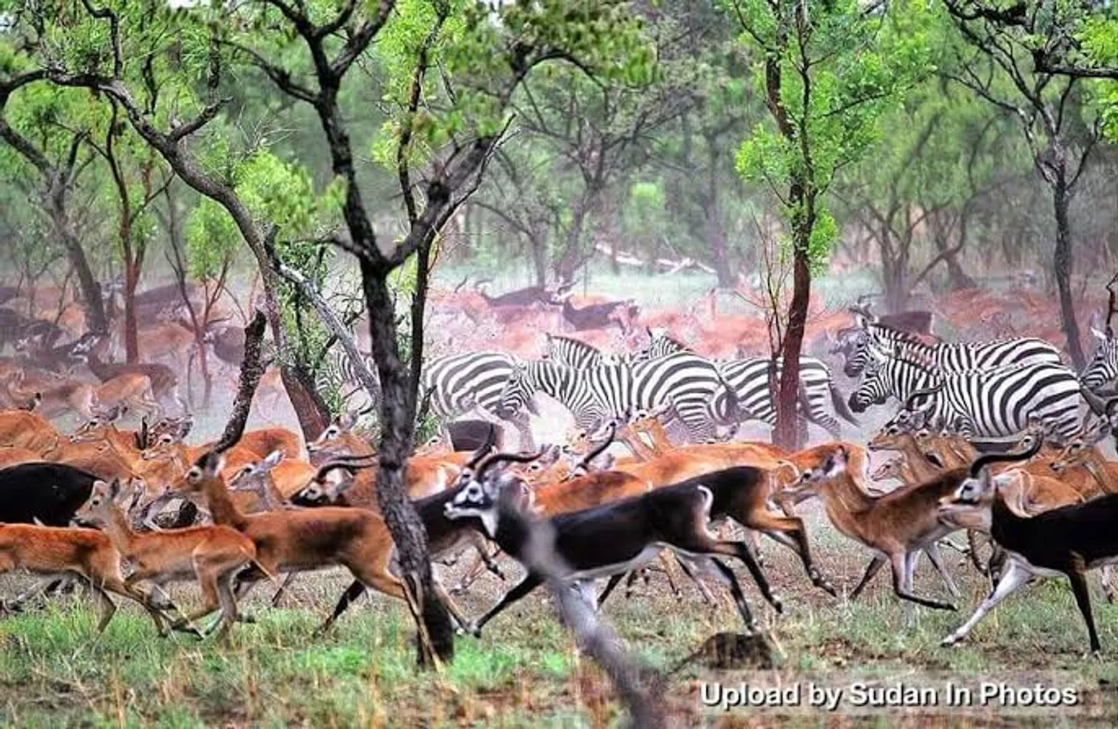 Dinder National Park