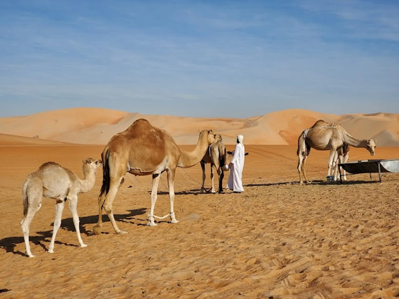 Liwa Oasis