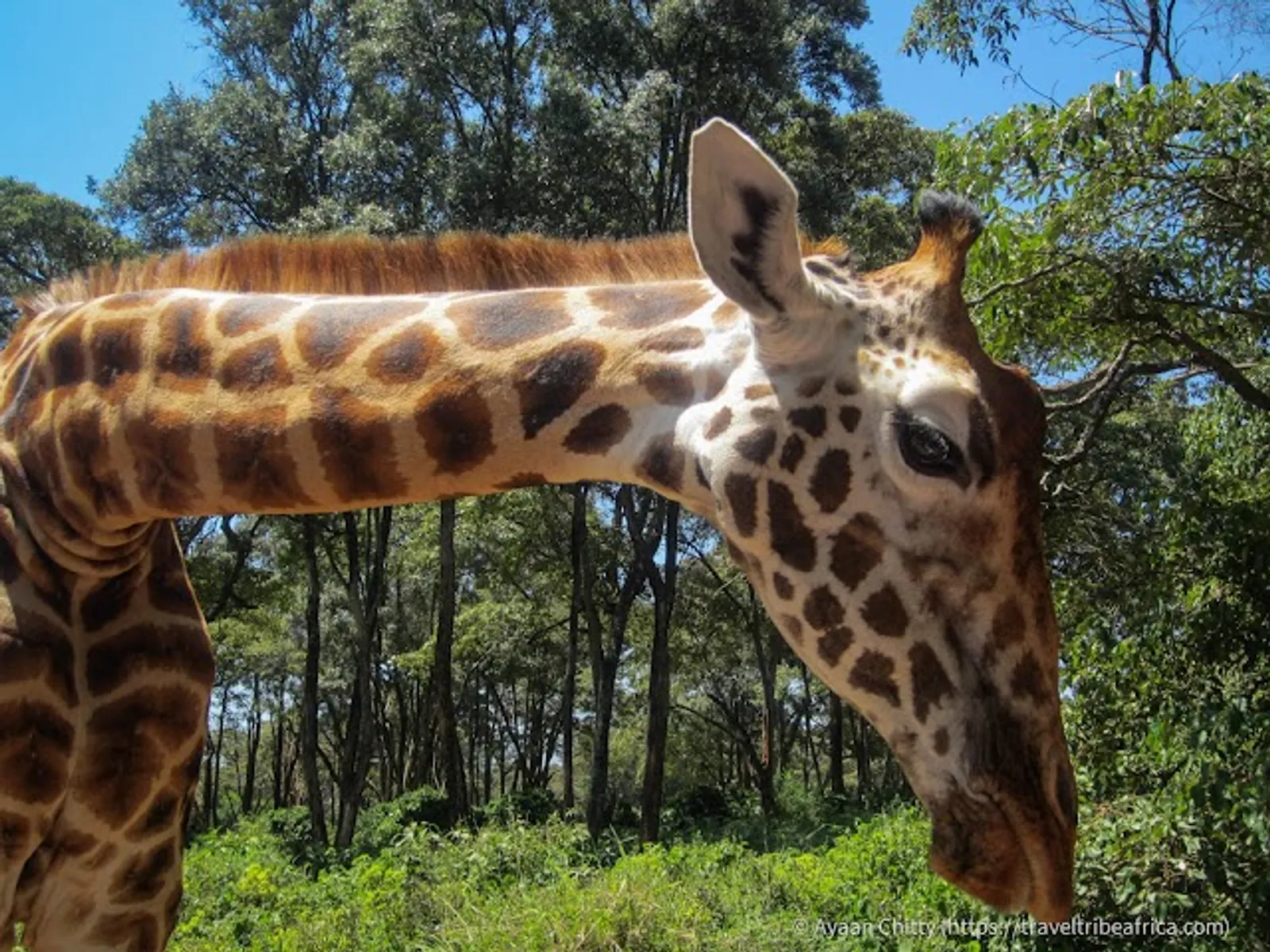 Giraffe Centre