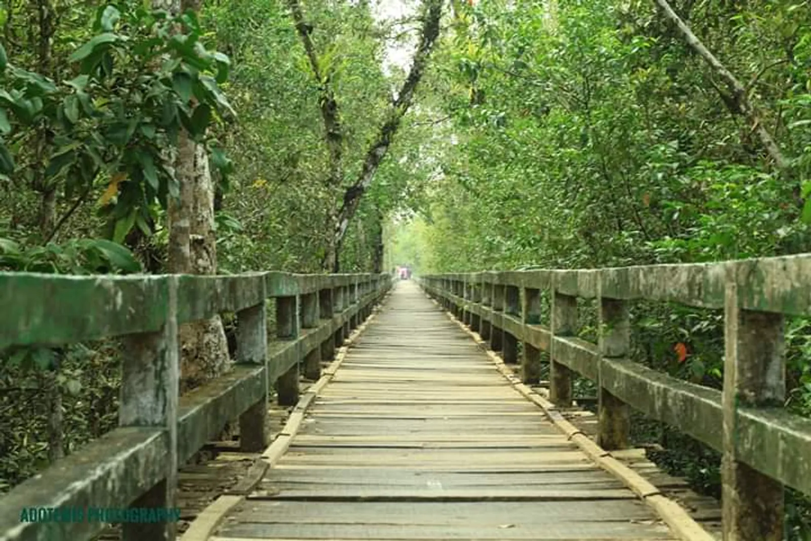 Sundarbans Mangrove Forest