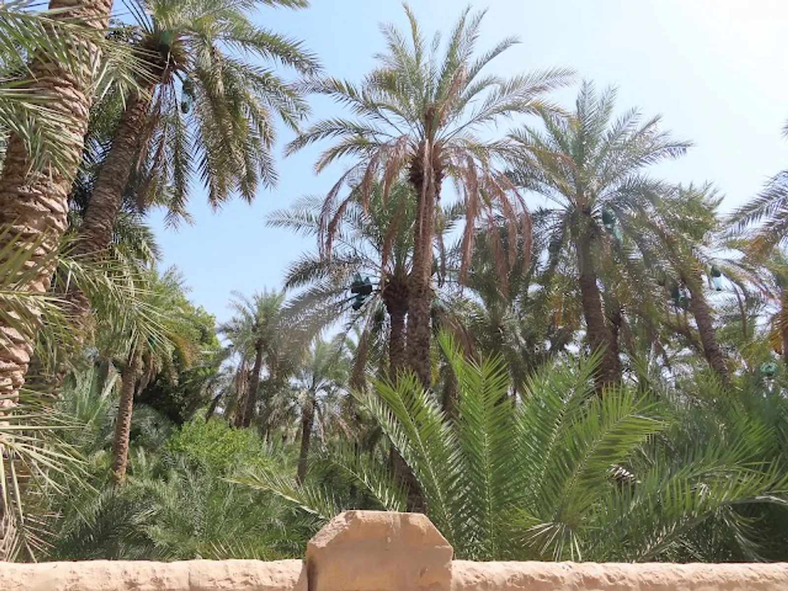 Al Ain Oasis