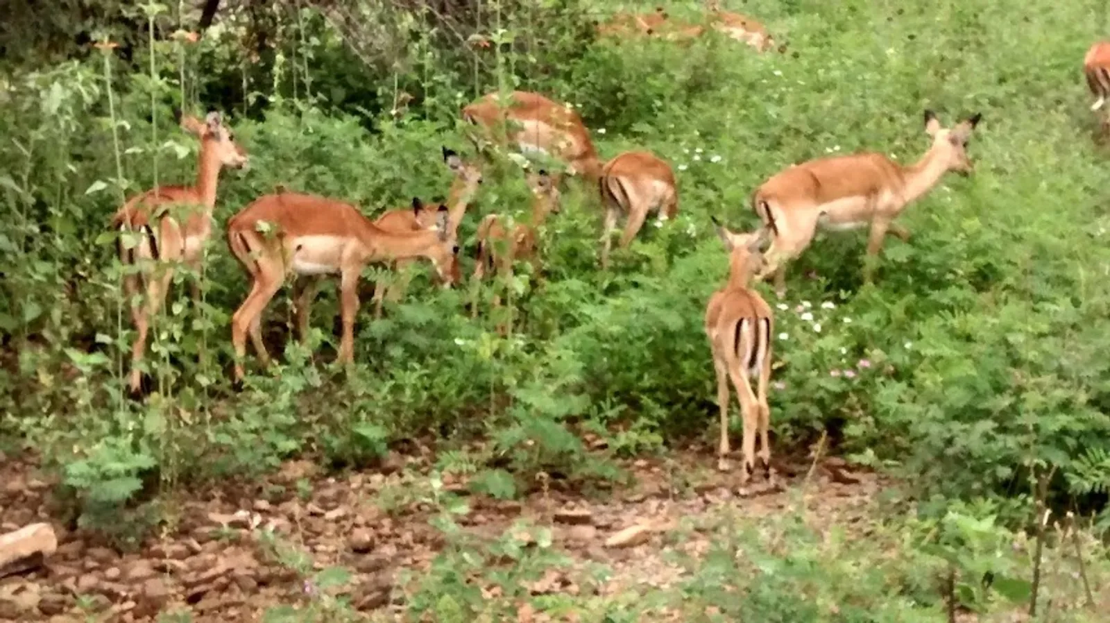 Kisumu Impala Sanctuary