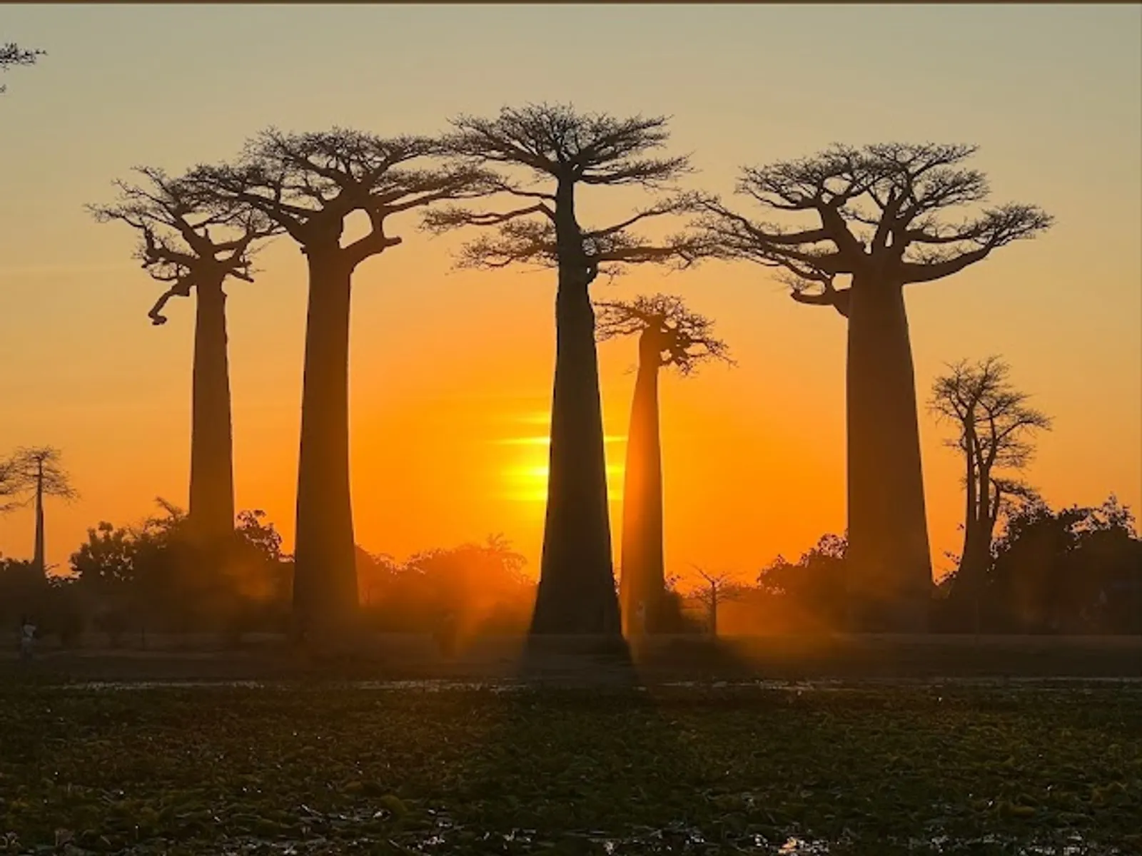 Avenue of the Baobabs